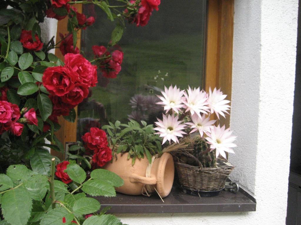 Hinterankerwald Apartment Walchsee Exterior foto